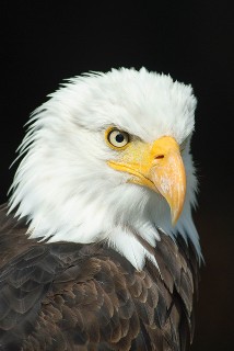 Small Eagle